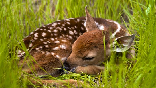 Rehkitz liegt im hohen Gras