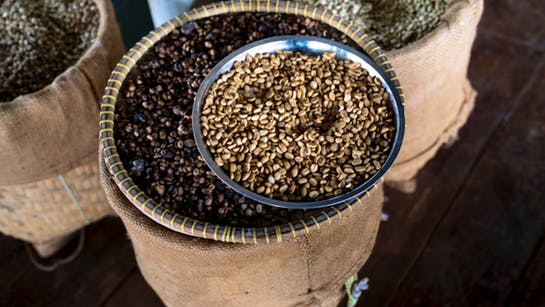 Kaffeebohnen nach der Ernte Kaffeebohnen nach der Ernte