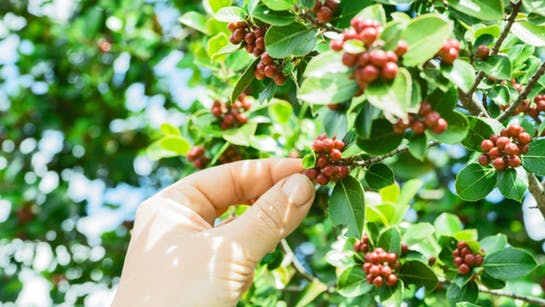 Pflücken von Kaffeekirschen Pflücken von Kaffeekirschen