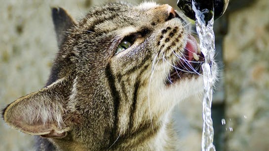Katzen lieben Trinkbrunnen Katzen lieben Trinkbrunnen