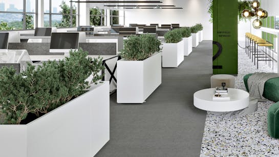 Pflanzen Raumteiler Pflanzen Raumteiler