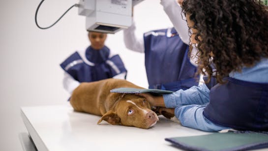 Röntgen eines Hundes Röntgen eines Hundes