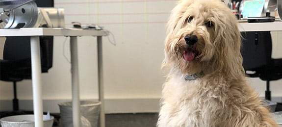 Bürohund Ottmar schaut hechelnd in die Kamera